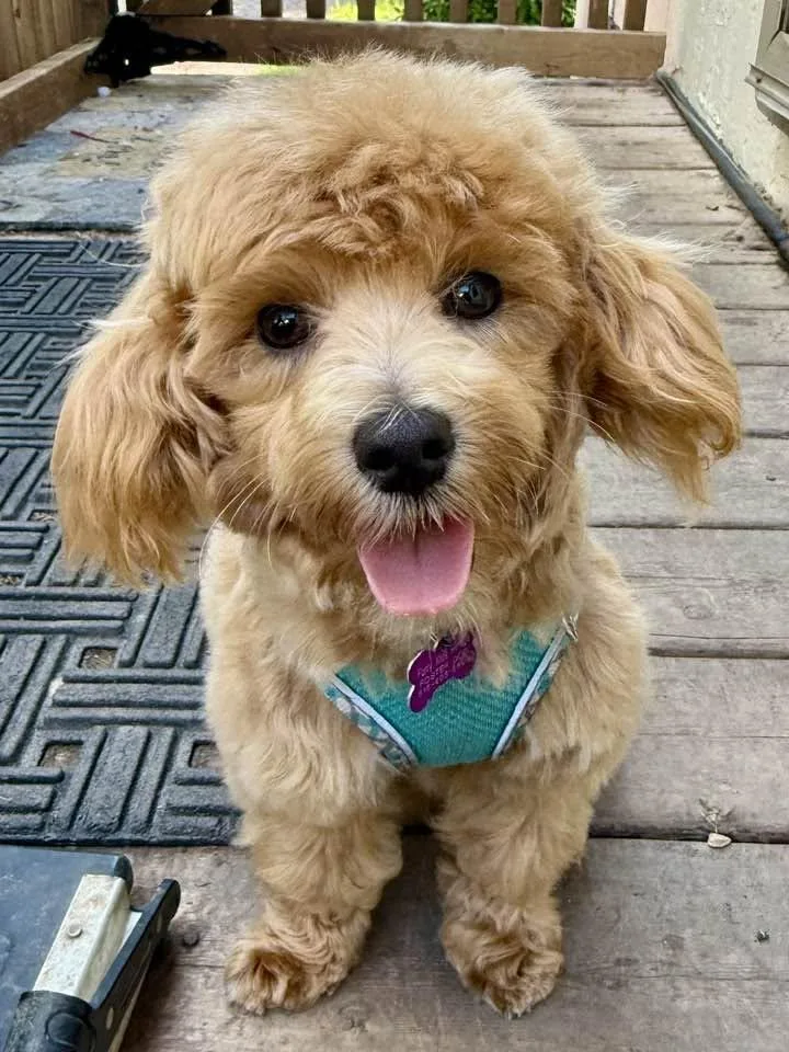 Noodles