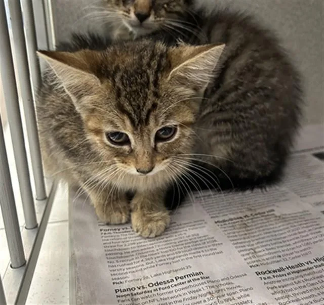 A baby large-sized female Domestic Short Hair cat named Leela for adoption in Dallas, TX