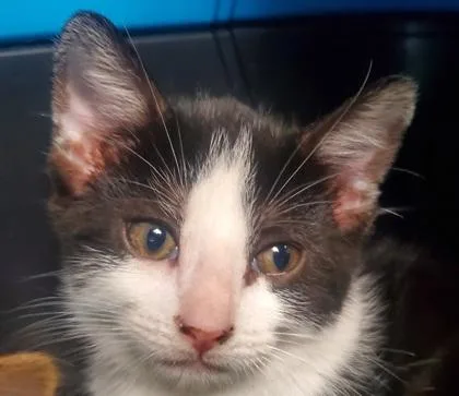 A young large-sized female Domestic Short Hair cat named Moria for adoption in Kansas City, MO