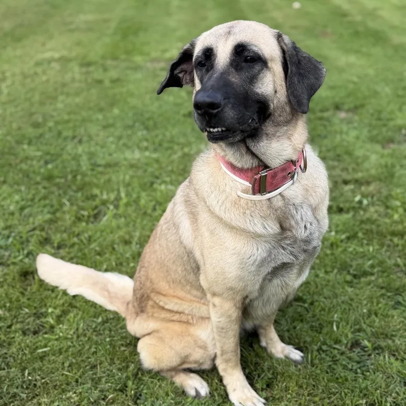 An adult large-sized female Yellow / Tan / Blond / Fawn Anatolian Shepherd dog named Kelsey for adoption in Ashtabula, OH