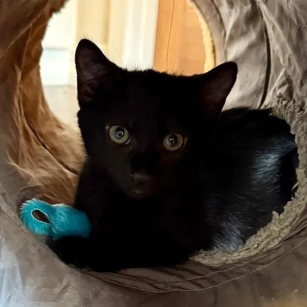 A baby small-sized male Black Domestic Short Hair cat named Koda for adoption in Pleasanton, CA