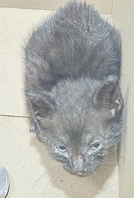 A baby small-sized male Domestic Medium Hair cat named Tango for adoption in San Antonio, TX