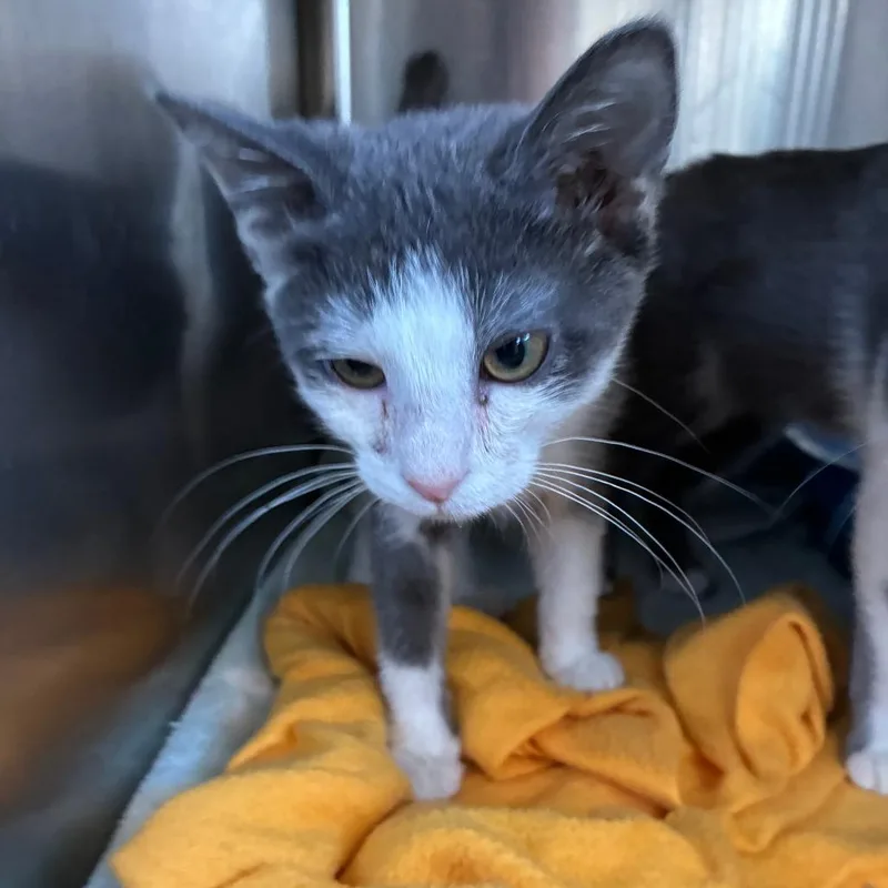 A baby small-sized male Gray / Blue / Silver Domestic Short Hair cat named Henry for adoption in Columbia Station, OH