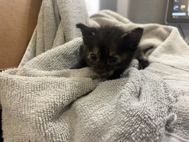 A baby small-sized female Domestic Short Hair cat named Melly for adoption in Miami, FL