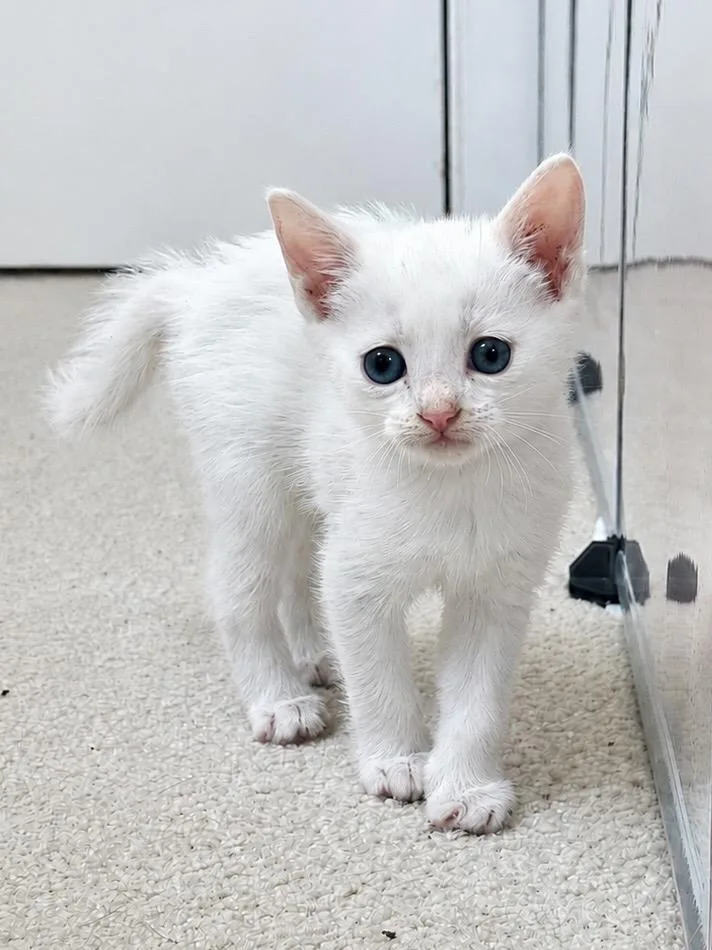 A baby medium-sized male Domestic Short Hair cat named Baguette for adoption in Lemoyne, PA