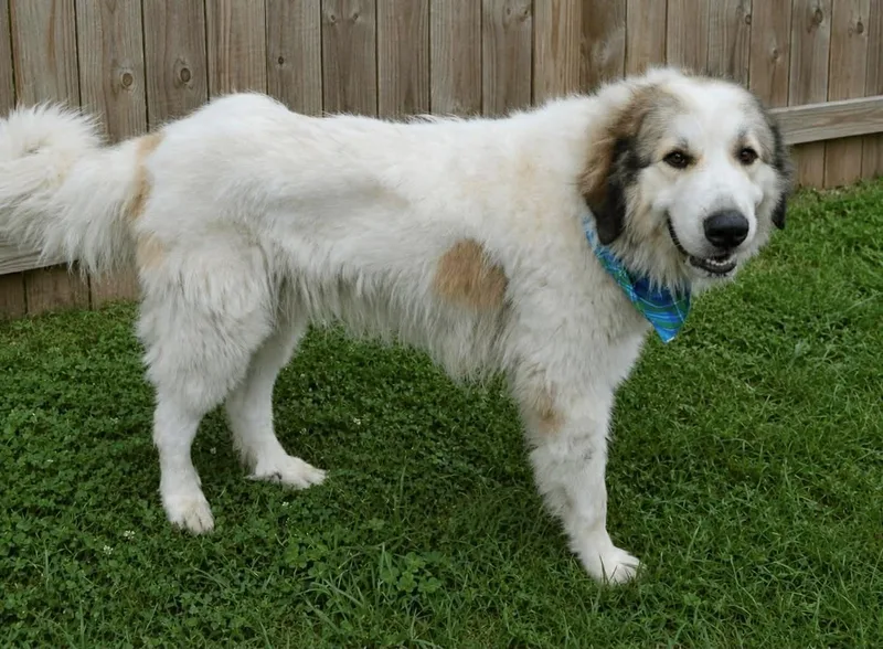 An adult large-sized male White / Cream Great Pyrenees dog named Sampson & Delilah  for adoption in Gulfport, MS