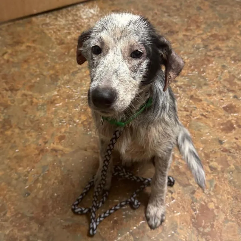 A young medium-sized male Black Australian Shepherd dog named Sam for adoption in Wadena, MN
