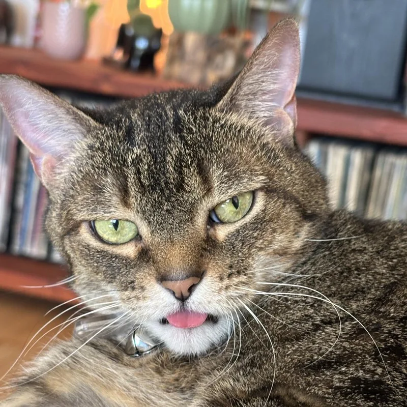 A senior medium-sized female Brown / Chocolate Domestic Short Hair cat named Venus for adoption in Lakewood, CO