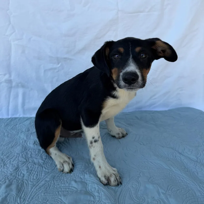 A baby small-sized male Border Collie dog named Moony for adoption in Carencro, LA
