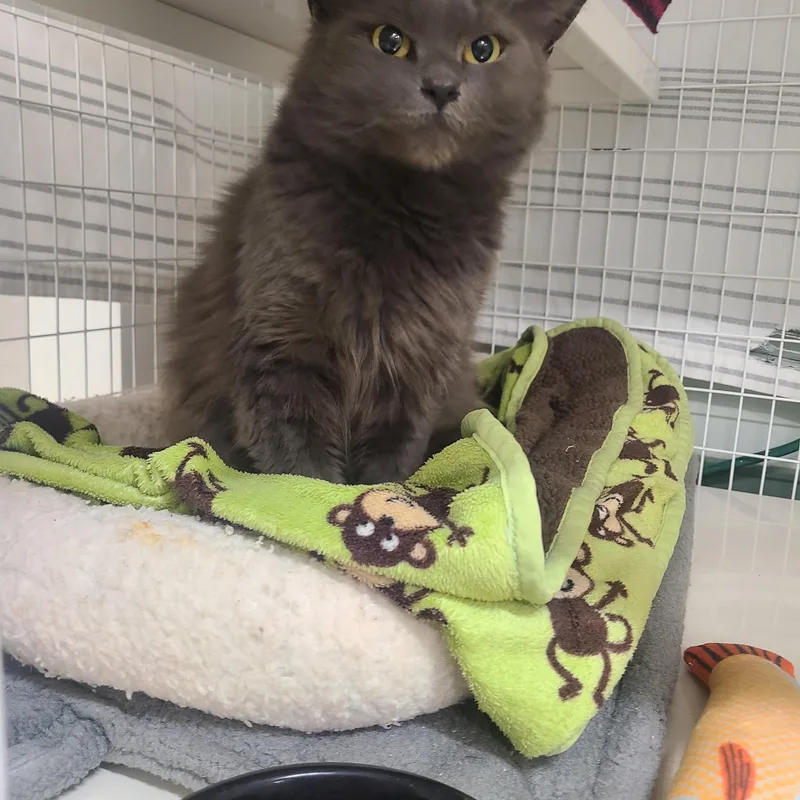 An adult medium-sized female Gray / Blue / Silver Domestic Medium Hair cat named Izzy for adoption in Kirkland, WA