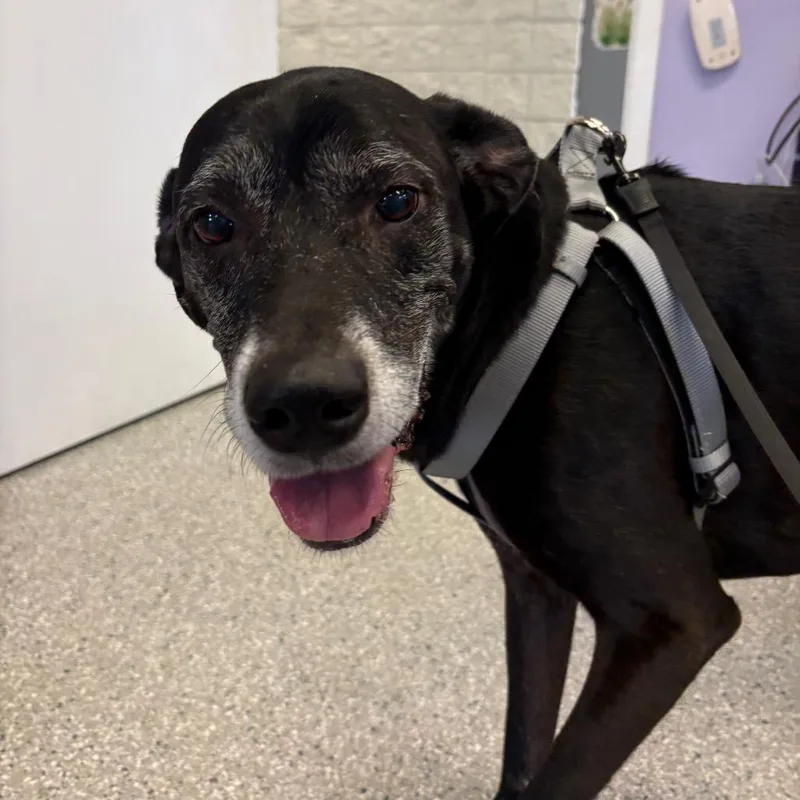 A senior large-sized male Black Labrador Retriever dog named Blazer for adoption in Manhattan, KS