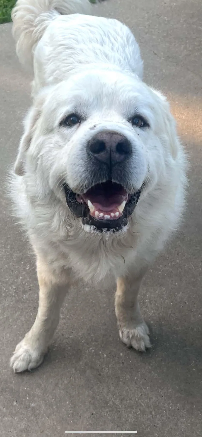 A young large-sized male Great Pyrenees dog named Henry for adoption in Ocean Springs, MS