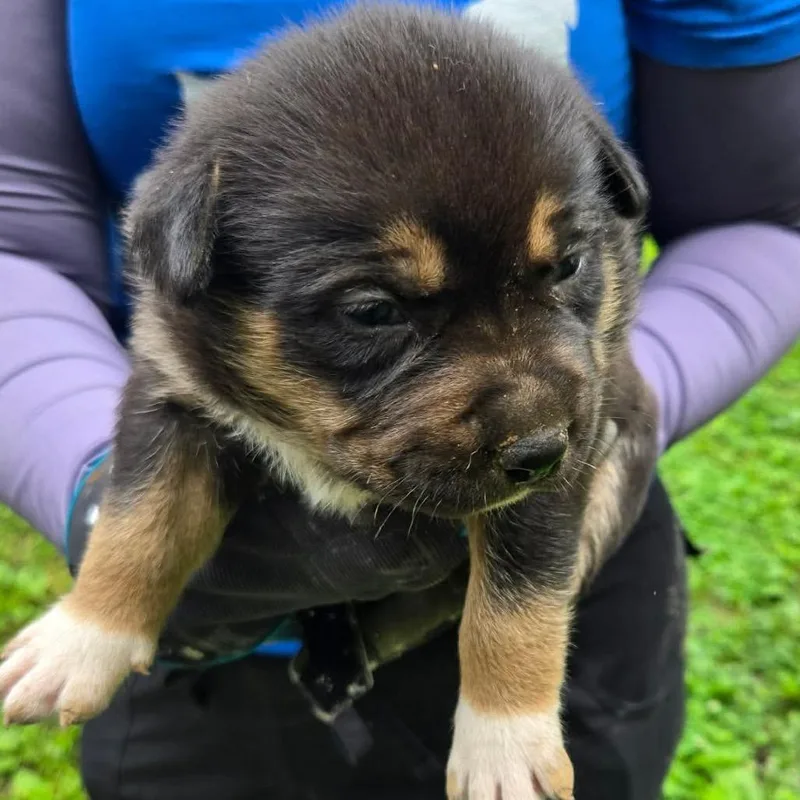 A baby small-sized female Black Australian Cattle Dog / Blue Heeler dog named Minnie for adoption in Hohenwald, TN