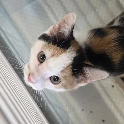 A baby small-sized female Domestic Short Hair cat named Chloe for adoption in Voorhees, NJ