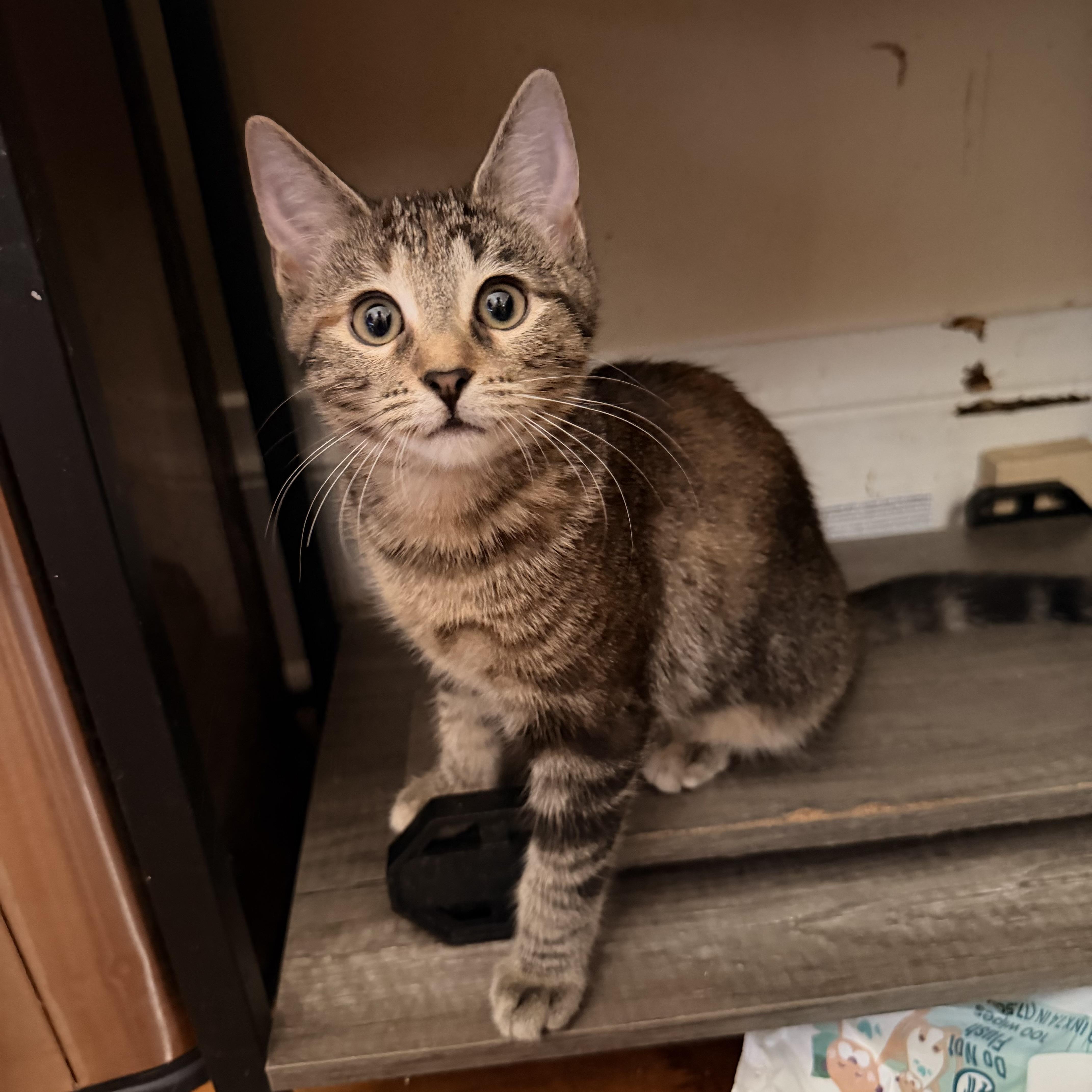 A baby medium-sized female Tabby (Brown / Chocolate) Domestic Short Hair cat named Nicole for adoption in Chicago, IL
