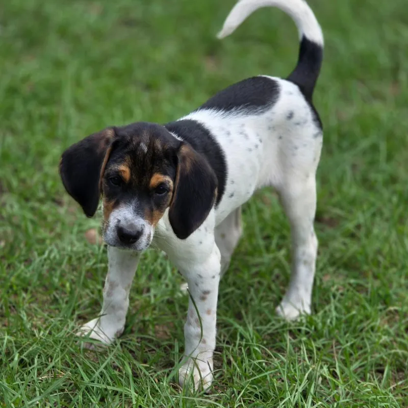 A baby medium-sized male Tricolor (Brown, Black, & White) Hound dog named Jose for adoption in Wiggins, MS
