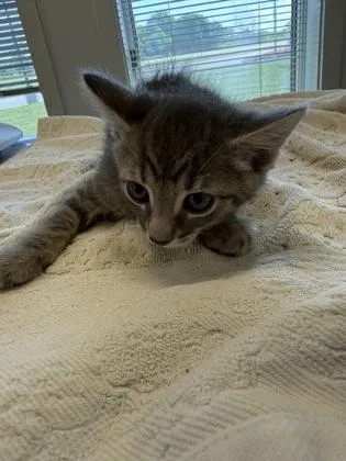 A young small-sized male Domestic Short Hair cat named Kirk for adoption in Lafayette, IN