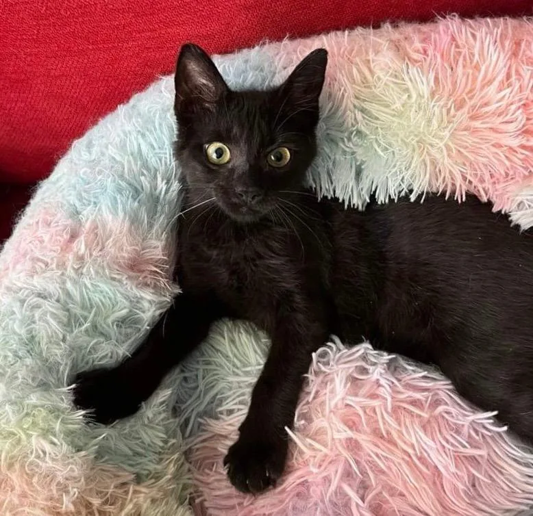 A young small-sized female Domestic Short Hair cat named Chibi for adoption in Gorham, ME
