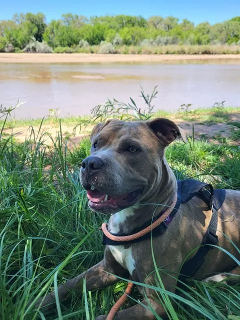 A young medium-sized male Pit Bull Terrier dog named Dbow for adoption in Albuquerque, NM