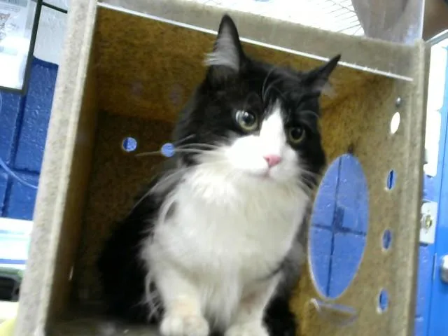 A young medium-sized female Domestic Long Hair cat named Amari for adoption in Albuquerque, NM