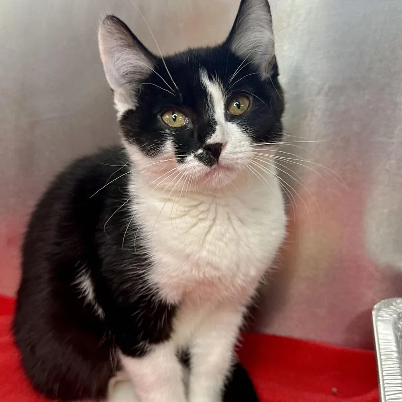 A baby small-sized female Domestic Medium Hair cat named Sasha for adoption in Matteson, IL
