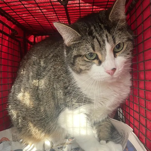 A young large-sized female Domestic Short Hair cat named Vanilla Bean for adoption in San Antonio, TX