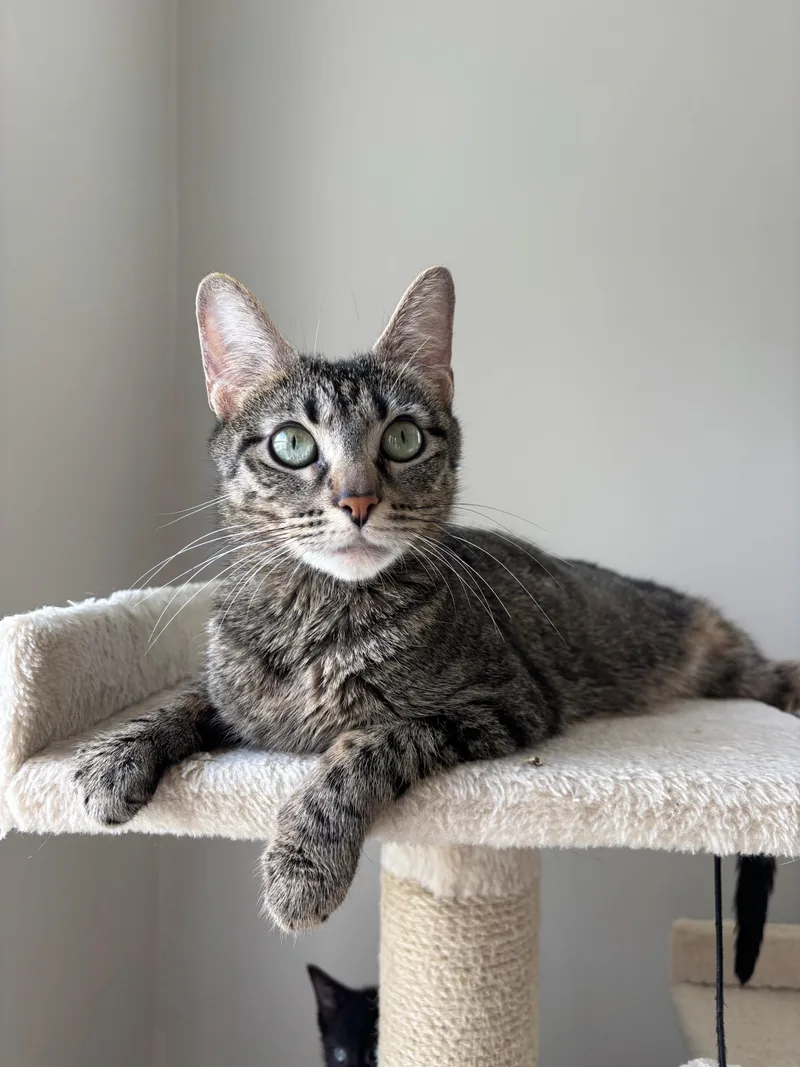 A young medium-sized female Domestic Short Hair cat named Nebula for adoption in Chicago, IL