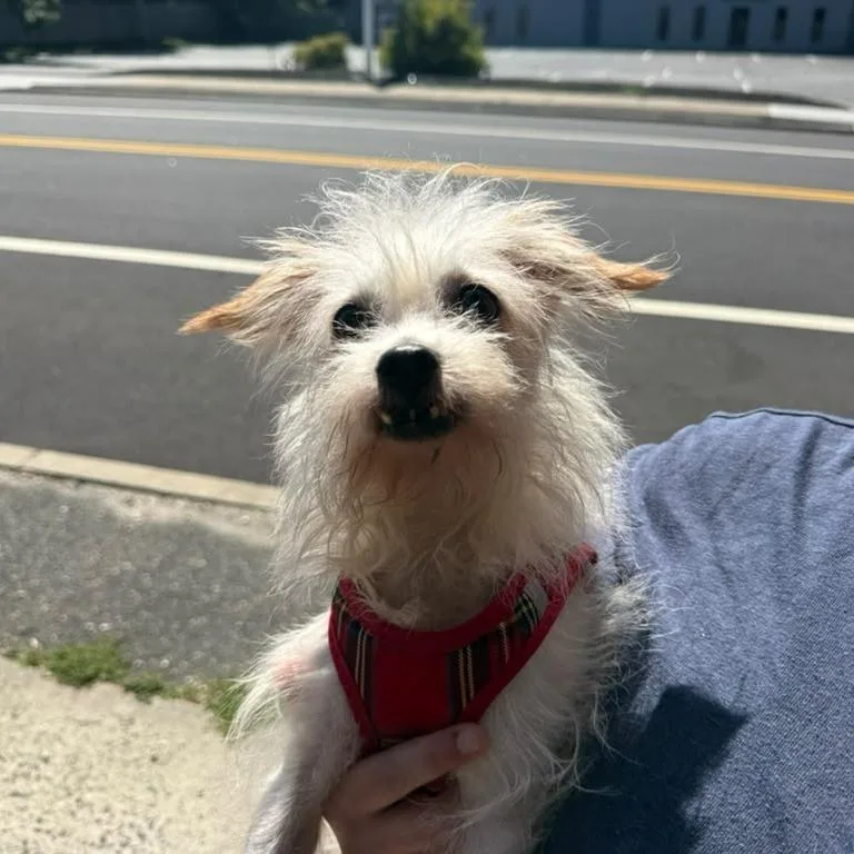 A senior small-sized male Mixed Breed dog named Caramel for adoption in Medford, NY