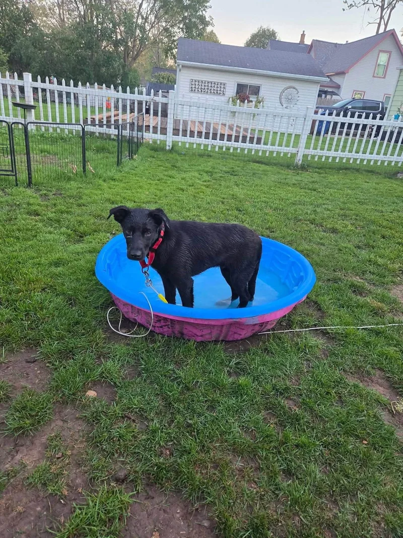 A baby medium-sized male Labrador Retriever dog named Newport for adoption in New London, WI