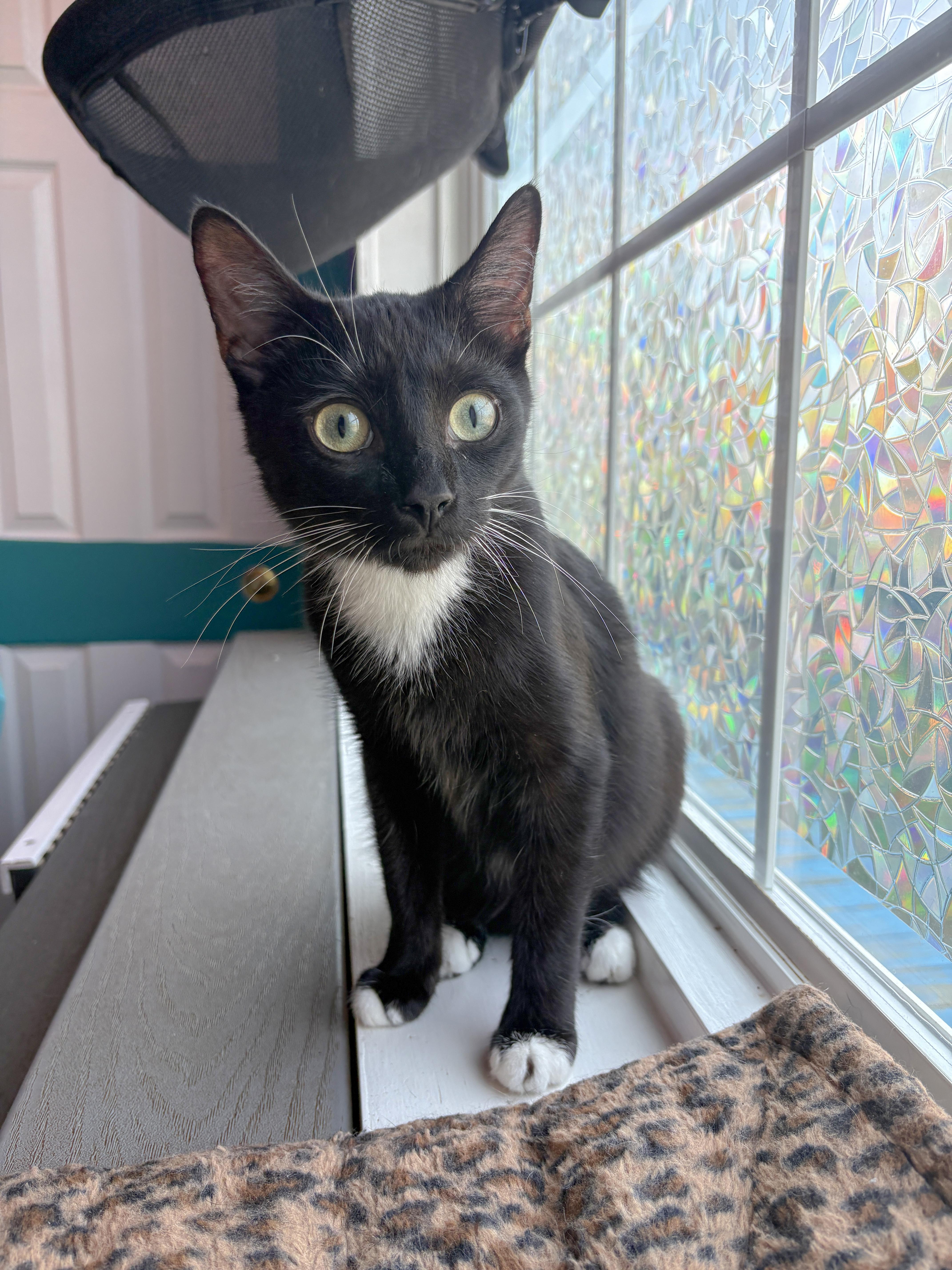 A baby small-sized male Black & White / Tuxedo Domestic Short Hair cat named Equity & Inclusion  for adoption in Asheville, NC