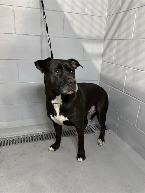 An adult medium-sized female American Bulldog dog named Reba for adoption in Winter Haven, FL