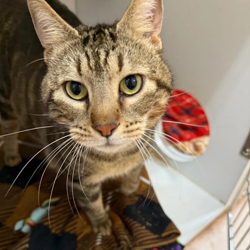 An adult large-sized male Brown / Chocolate Domestic Short Hair cat named Elias for adoption in Kanab, UT
