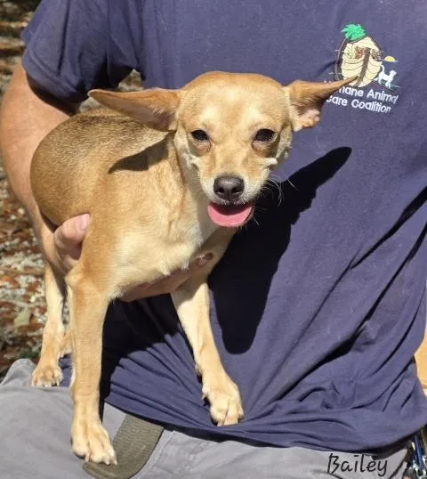 An adult small-sized female Chihuahua dog named Bailey for adoption in Key Largo, FL