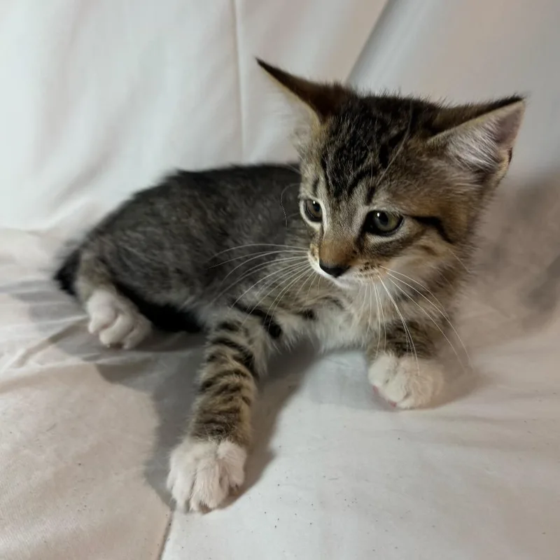 A baby small-sized female Brown / Chocolate Domestic Short Hair cat named Jade for adoption in Sunnyvale, CA