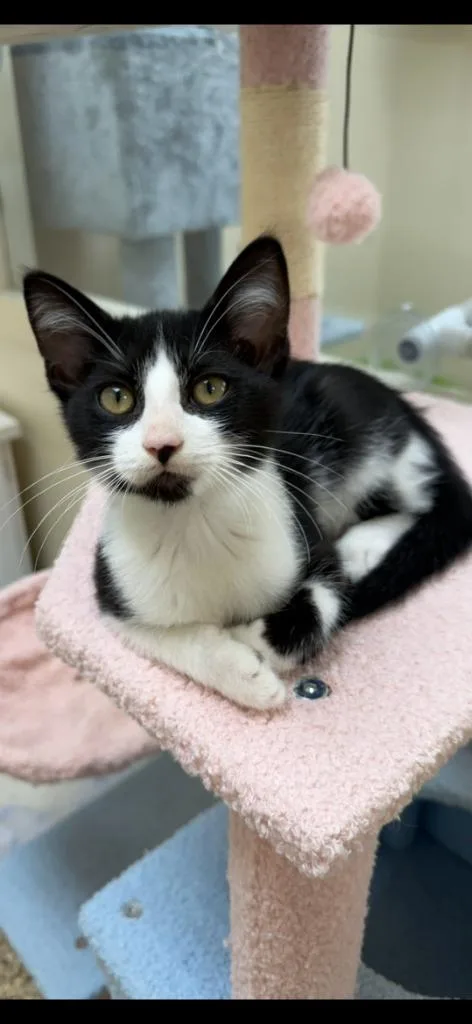 A baby small-sized male Domestic Short Hair cat named Midnight for adoption in Pratt, KS