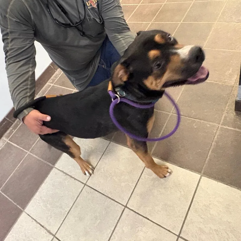 An adult medium-sized male Black Mixed Breed dog named StrayVistaDrive for adoption in Columbus, GA