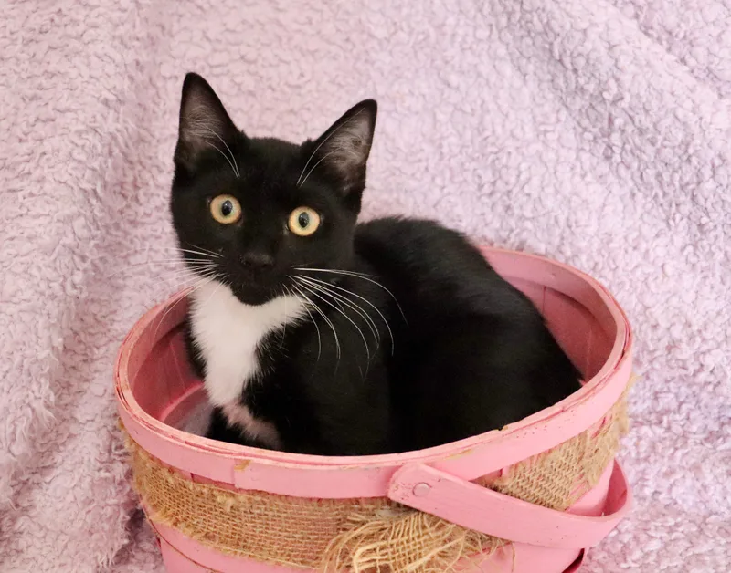 A baby medium-sized female Black & White / Tuxedo Tuxedo cat named Sweetness for adoption in Saint Augustine, FL