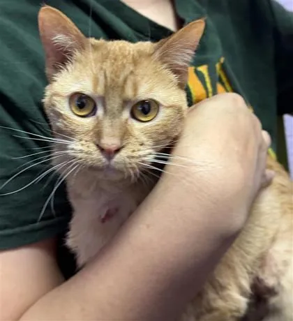An adult medium-sized female Orange / Red Domestic Short Hair cat named Gwendoline for adoption in El Paso, TX