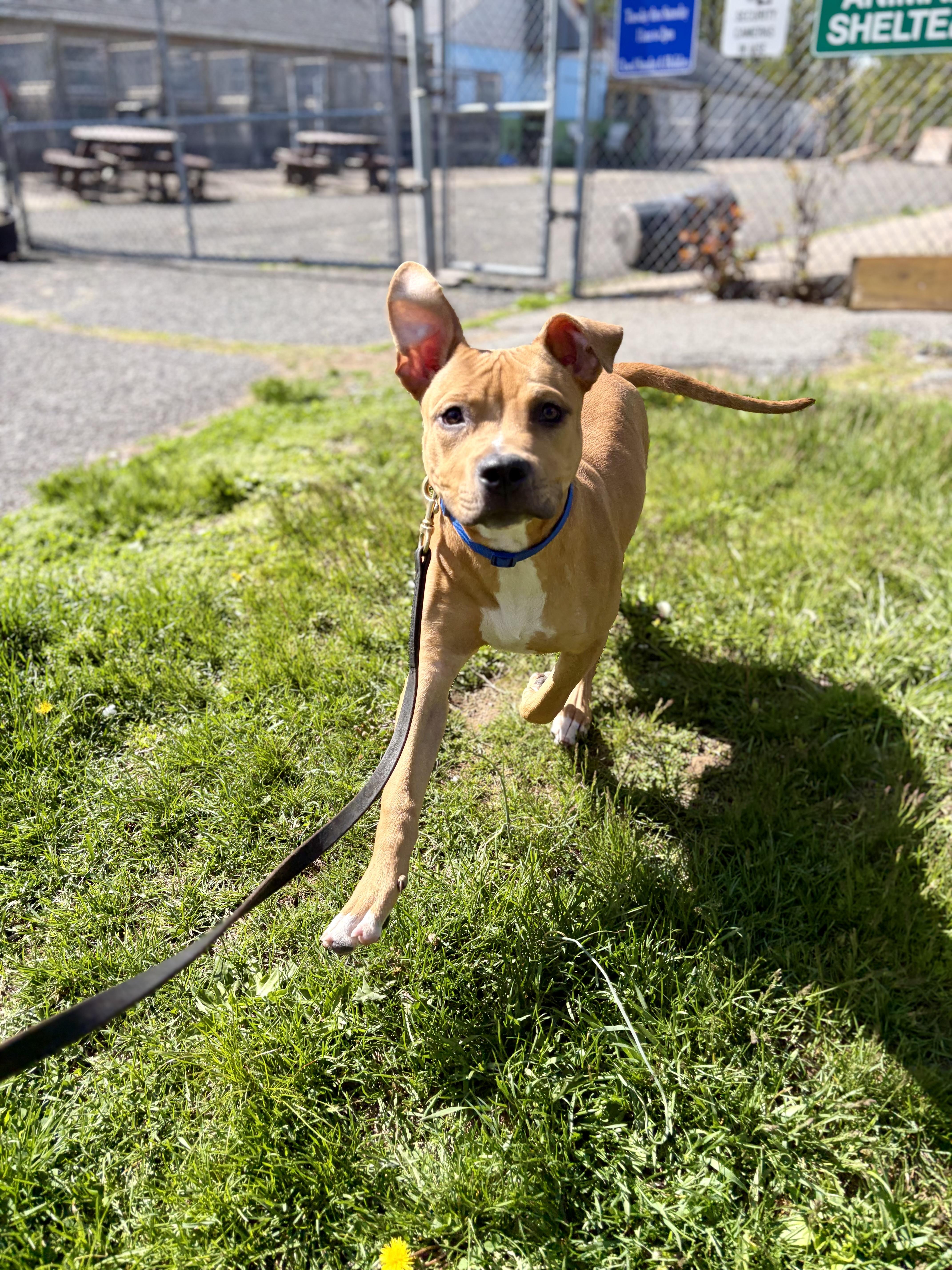 A young medium-sized male Golden Terrier dog named Niko for adoption in Mendham, NJ