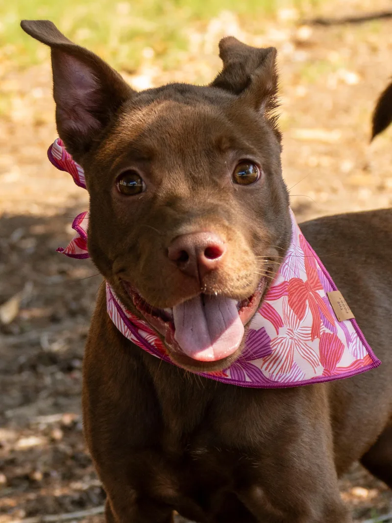 A young medium-sized female Mixed Breed dog named Sookie for adoption in Myrtle Beach, SC