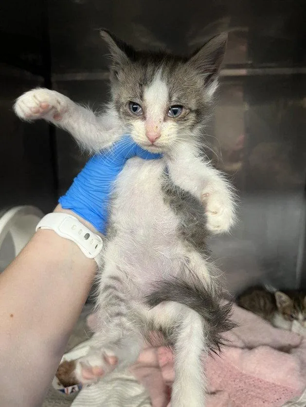 A baby small-sized female Gray / Blue / Silver Domestic Short Hair cat named Sweet Pea for adoption in Woodland, CA