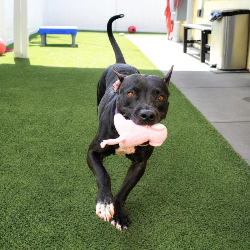 A young medium-sized female Pit Bull Terrier dog named Dinah for adoption in Saint Petersburg, FL