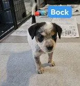 A baby large-sized male Australian Cattle Dog / Blue Heeler dog named Bock for adoption in Newport, KY