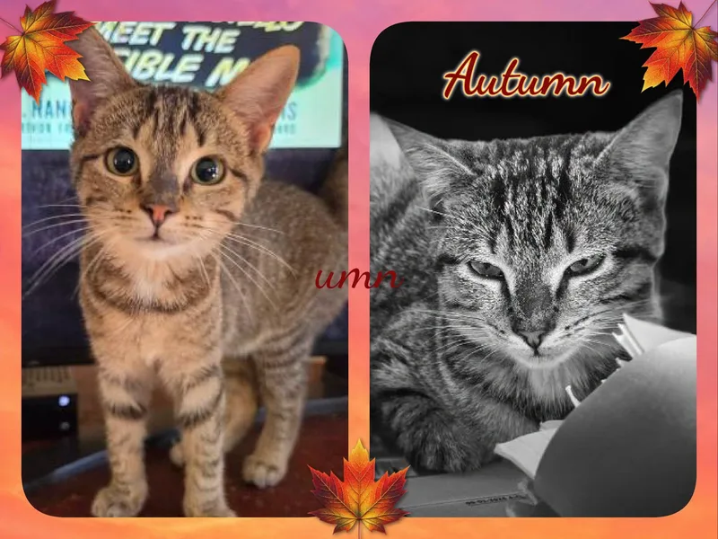 A baby medium-sized female Domestic Short Hair cat named Autumn for adoption in Corinth, NY