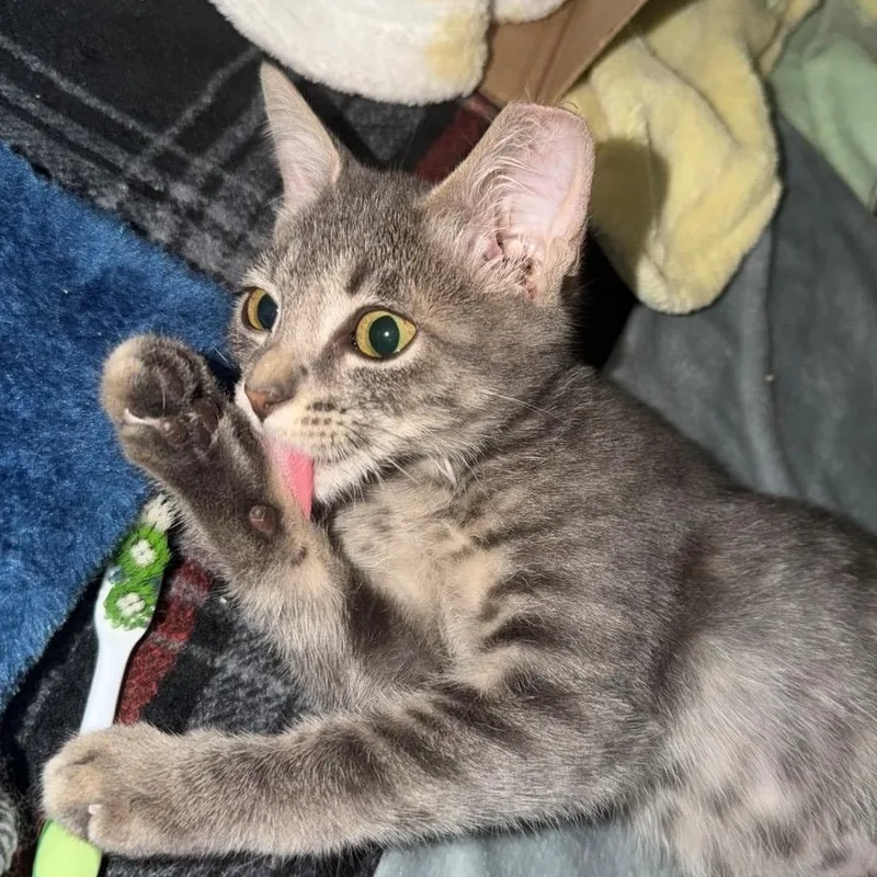 A baby small-sized female Tabby (Gray / Blue / Silver) Domestic Short Hair cat named Kobie Rice for adoption in Morrison, CO