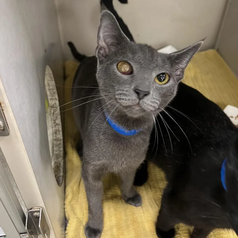 A young medium-sized male Domestic Short Hair cat named Dodge for adoption in Fairport, NY