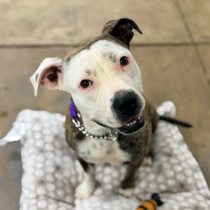 An adult medium-sized female Brindle Mixed Breed dog named Stassi for adoption in Columbus, GA