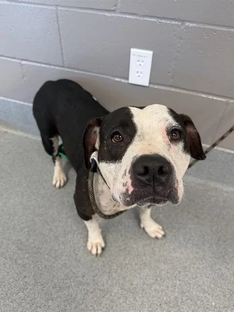 An adult medium-sized female Pit Bull Terrier dog named Bobbie for adoption in Indianapolis, IN
