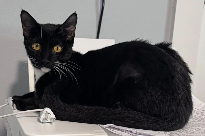 A young medium-sized female Domestic Short Hair cat named Ayla for adoption in Wilmington, NC