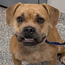 An adult medium-sized female Brown / Chocolate Mixed Breed dog named Gwen for adoption in Greenville, SC